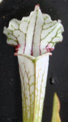 S. leucophylla - Yellow flower