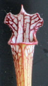 S. leucophylla - Yellow flower