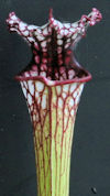 S. leucophylla - Purple Top x 