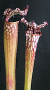 S. leucophylla - Purple Top x 