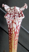 S. leucophylla - Purple Top x 