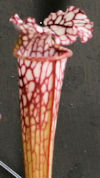 S. leucophylla - Purple Top x 