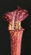 S. leucophylla - Very big, pub