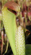 S. minor - fat stocky pitchers