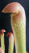 S. minor - fat stocky pitchers