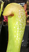S. minor - fat stocky pitchers