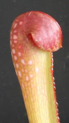 S. minor var. okefenokeensis -
