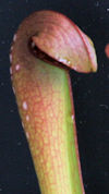 S. minor var. okefenokeensis -