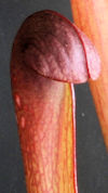 S. minor var. okefenokeensis -