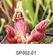 S. purpurea ssp. venosa var. m