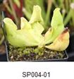 S. purpurea ssp. venosa var. p