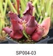 S. purpurea ssp. venosa var. p