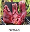 S. purpurea ssp. venosa var. p